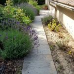 Dlaczego rośliny przy elewacji rosną gorzej niż w pozostałej części ogrodu